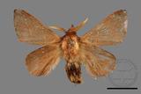 ǦW:Syrastrena sumatrana obliquilinea