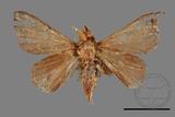 ǦW:Syrastrena sumatrana obliquilinea