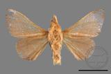 ǦW:Syrastrena sumatrana obliquilinea