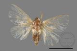 ǦW:Limacodidae sp.