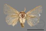 ǦW:Limacodidae sp.