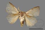 ǦW:Limacodidae sp.