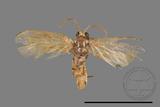 ǦW:Limacodidae sp.