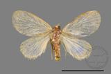 ǦW:Limacodidae sp.