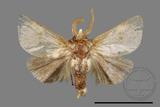 ǦW:Limacodidae sp.