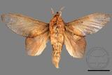 ǦW:Gastropacha pardalis formosana