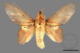 ǦW:Gastropacha pardalis formosana