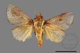 ǦW:Narosoideus flavidorsalis