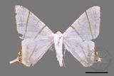 ǦW:Ourapteryx clara formosana