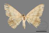 ǦW:Luxiaria mitorrhaphes