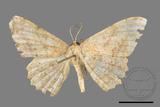 ǦW:Luxiaria mitorrhaphes