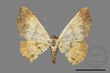 ǦW:Lophobates ochrolaria