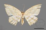 ǦW:Luxiaria obliquata