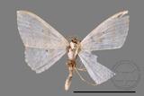 ǦW:Scopula sp.