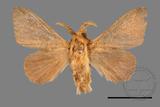 ǦW:Syrastrena sumatrana obliquilinea