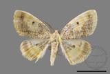 ǦW:Euchristophia cumulata meridionalis