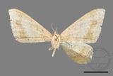 ǦW:Luxiaria mitorrhaphes