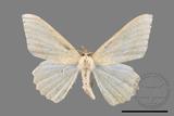 ǦW:Luxiaria mitorrhaphes