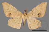 ǦW:Trigonoptila calidata