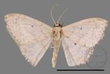 ǦW:Scopula sp.