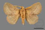 ǦW:Euthrix sp.