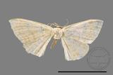 ǦW:Scopula sp.