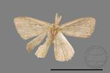 ǦW:Scopula sp.