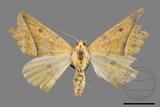 ǦW:Odontopera bilinearia subarida