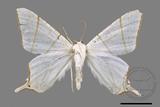 ǦW:Ourapteryx clara formosana