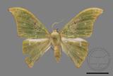 ǦW:Tanaorhinus viridiluteatus