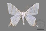 ǦW:Ourapteryx clara formosana