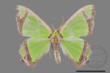 ǦW:Agathia laetata