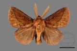 ǦW:Euthrix sp.