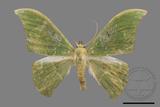 ǦW:Tanaorhinus viridiluteatus