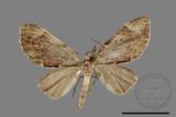 ǦW:Epilobophora venipincta