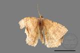 ǦW:Luxiaria mitorrhaphes