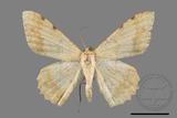 ǦW:Luxiaria costinota