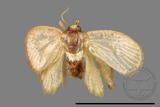 ǦW:Limacodidae sp.