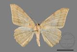 ǦW:Luxiaria mitorrhaphes