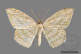 ǦW:Luxiaria obliquata