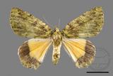 ǦW:Dindica polyphaenaris