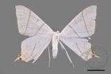 ǦW:Ourapteryx yerburii virescens