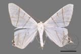 ǦW:Ourapteryx yerburii virescens