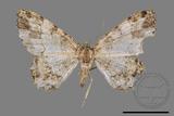 ǦW:Deileptenia rimosaria