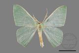 ǦW:Pelagodes antiquadrarius