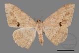 ǦW:Luxiaria mitorrhaphes