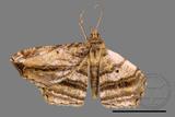 ǦW:Chiasmia acutaria