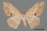 ǦW:Luxiaria mitorrhaphes