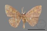 ǦW:Discoglypha locupletata