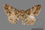 ǦW:Alcis taiwanovariegata